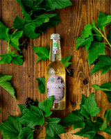 Infusion pétillante Feuille de Cassis - 12 x 33cL